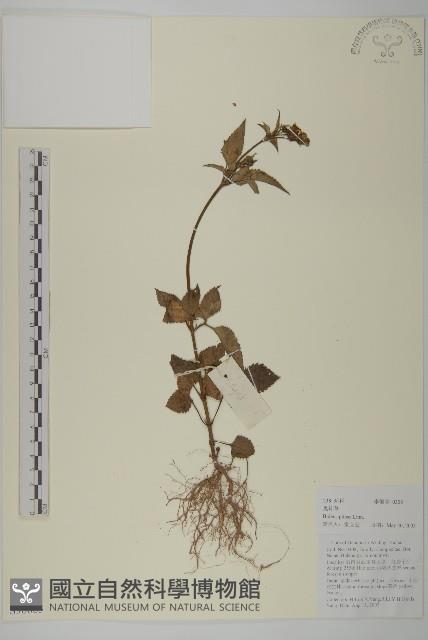 白花鬼針藏品圖，第1張