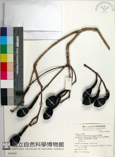 腰果楠藏品圖，第1張