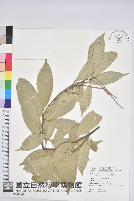 子彈石櫟、柯藏品圖，第1張