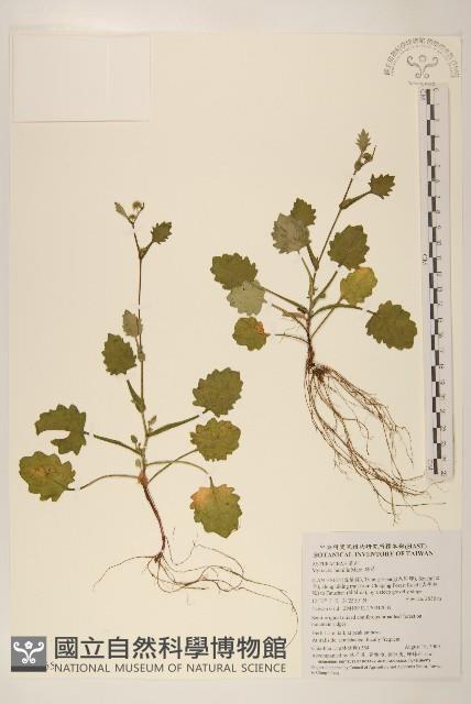 矮菊藏品圖，第1張