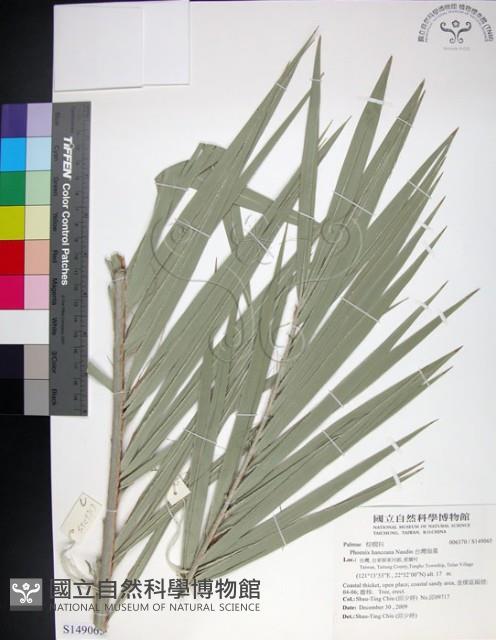 台灣海棗藏品圖，第1張