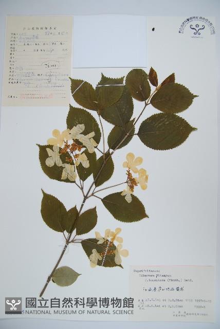 蝴蠂莢迷藏品圖，第1張