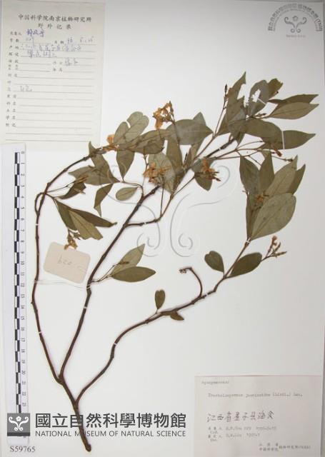 絡石藏品圖，第1張