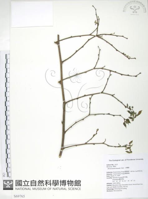 小構樹藏品圖，第1張