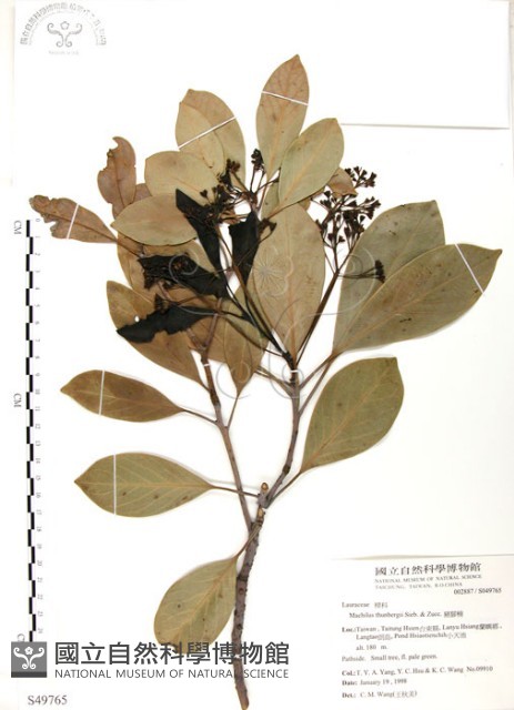 豬腳楠藏品圖，第1張