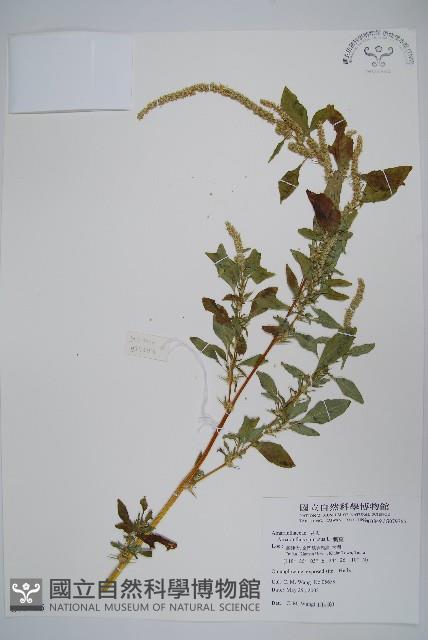 Thorny amaranth Collection Image, Figure 1, Total 2 Figures