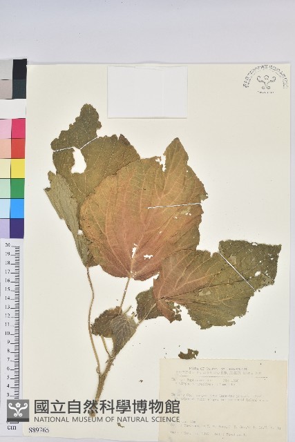 花蓮鐵莧、臺東鐵莧藏品圖，第1張