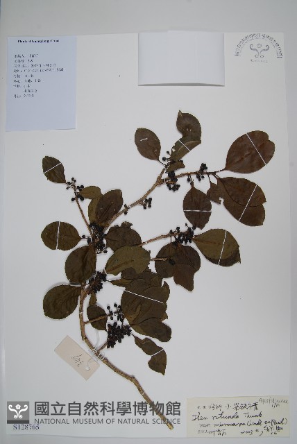 細果鐵冬青藏品圖，第1張