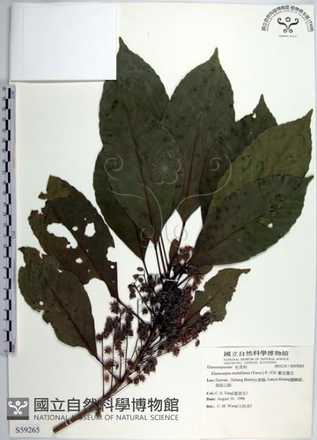 繁花薯豆藏品圖，第1張