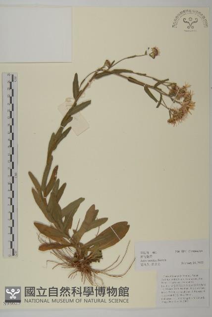 銀木荷藏品圖，第1張