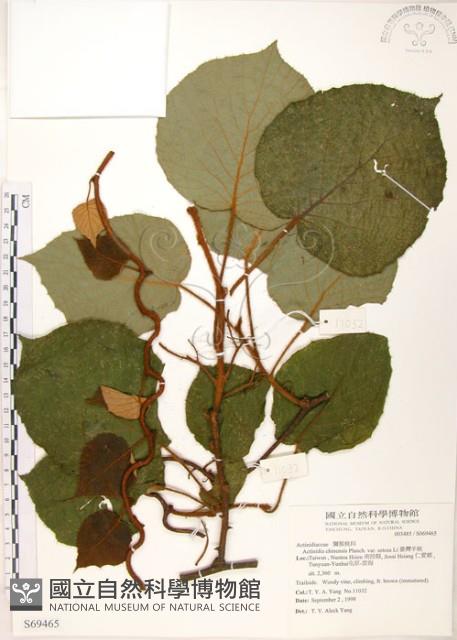 臺灣羊桃藏品圖，第1張