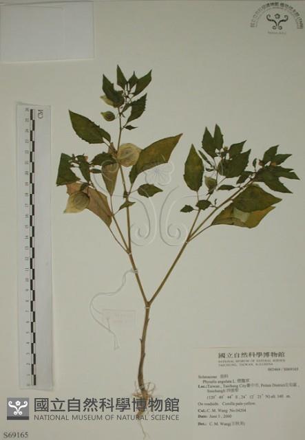 燈籠草藏品圖，第1張