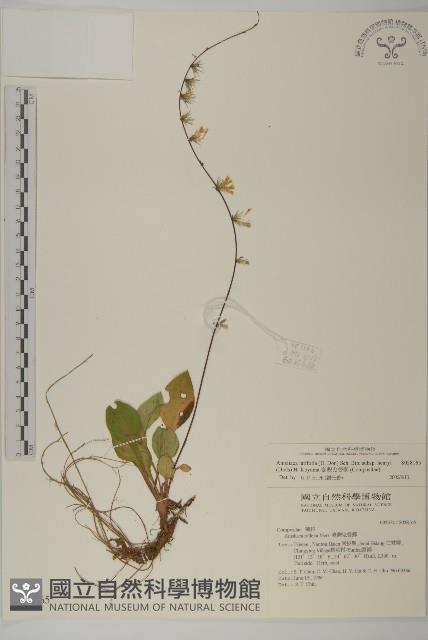 臺灣鬼督郵藏品圖，第1張