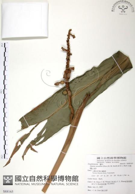 月桃、艷山姜、玉桃藏品圖，第1張