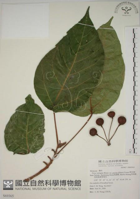 幹花榕藏品圖，第1張