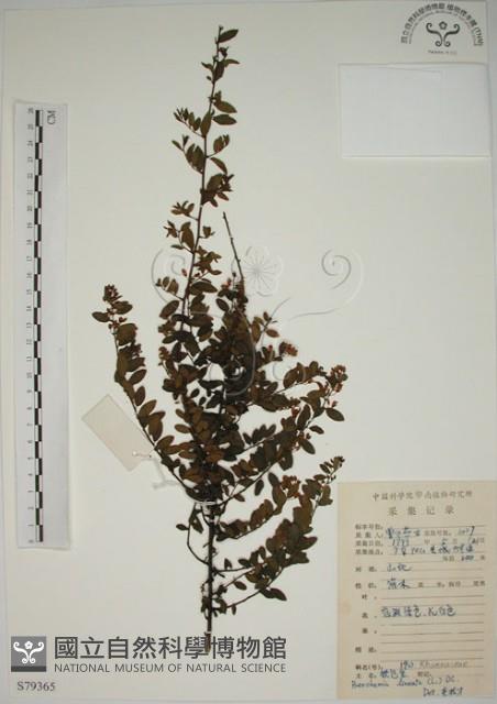 小葉黃鱔藤藏品圖，第1張