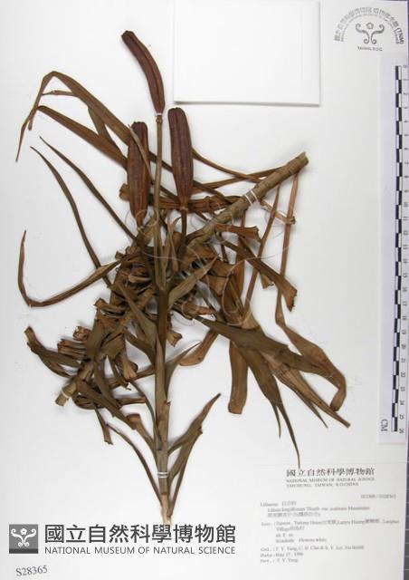 粗莖麝香百合、糙莖麝香百合、鐵炮百合藏品圖，第1張