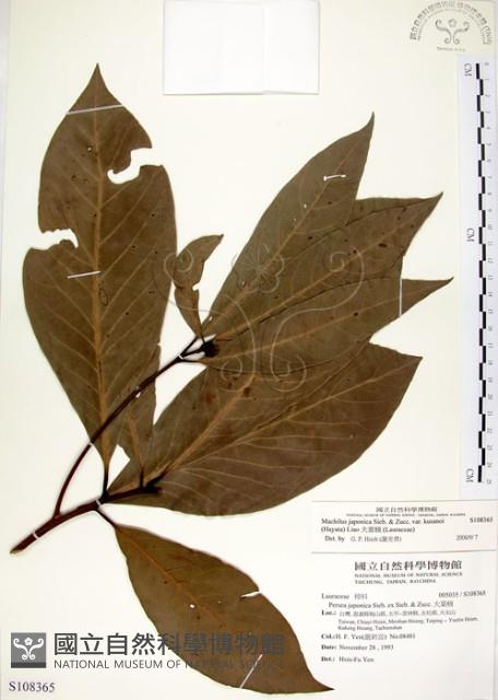 大葉楠藏品圖，第1張