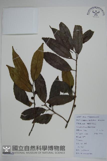 冬青藏品圖，第1張