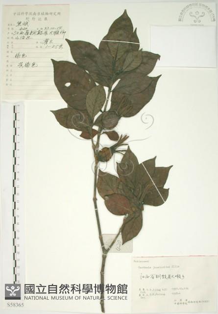 山黃梔藏品圖，第1張