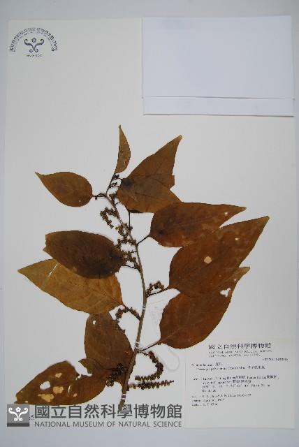 多子漿果莧藏品圖，第1張