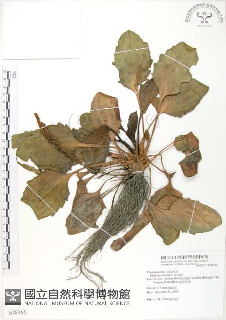 車前草藏品圖，第1張