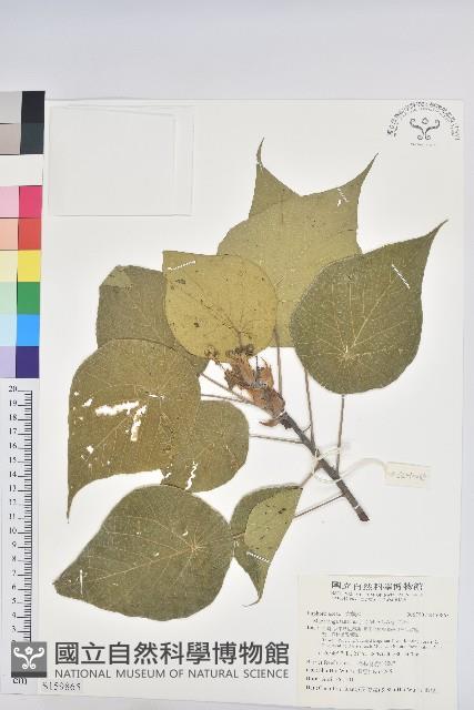 血桐藏品圖，第1張