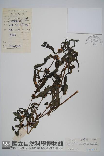 柳葉水蓑衣藏品圖，第1張