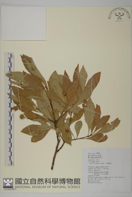 厚葉衛矛, 源一木藏品圖，第1張