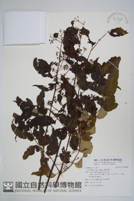 裡白蔥木藏品圖，第1張