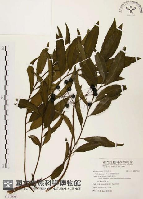 黑星紫金牛藏品圖，第1張