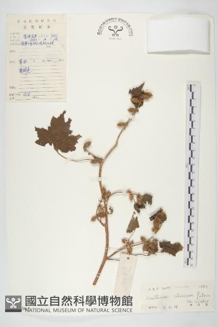 蒼耳藏品圖，第1張