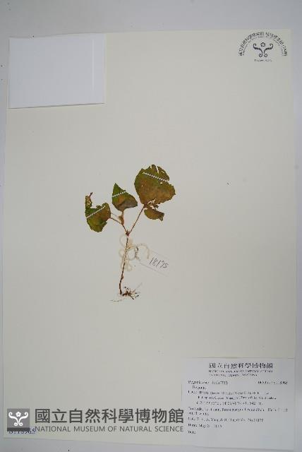 登錄號:S118965藏品圖，第1張