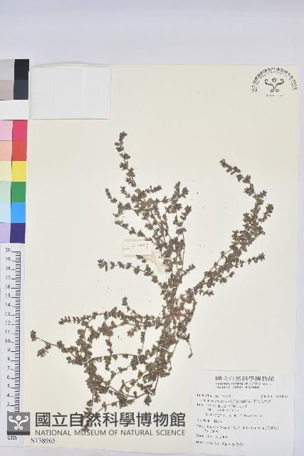 田代氏大戟藏品圖，第1張