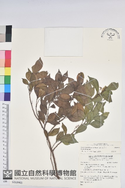 南仁五月茶藏品圖，第1張