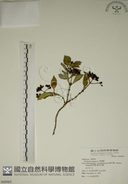 拎壁龍藏品圖，第1張