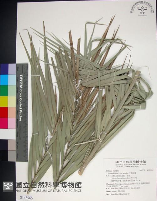 台灣海棗藏品圖，第1張