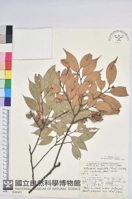 登錄號:S048965藏品圖，第1張