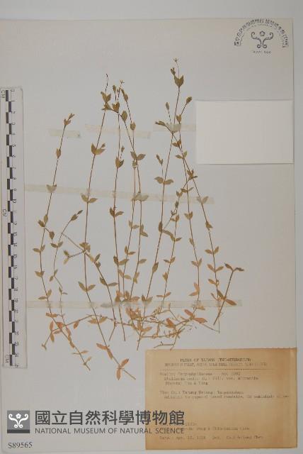 小花繁縷藏品圖，第1張