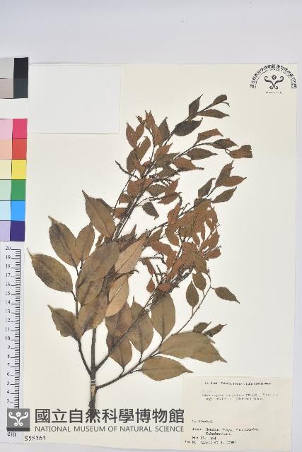 登錄號:S058565藏品圖，第1張