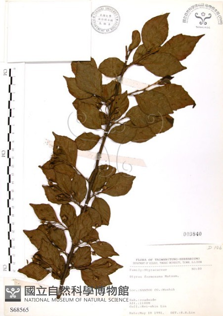 烏皮九芎、奮起湖野茉莉藏品圖，第1張