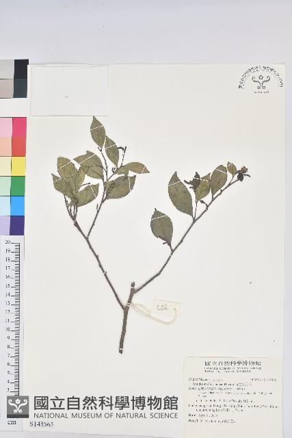 南仁五月茶藏品圖，第1張