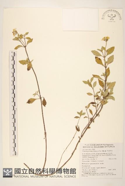 天蓬草舅藏品圖，第1張