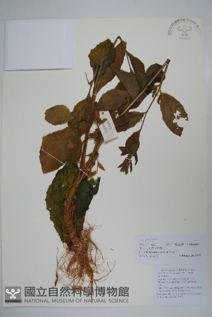 大本山梗菜藏品圖，第1張