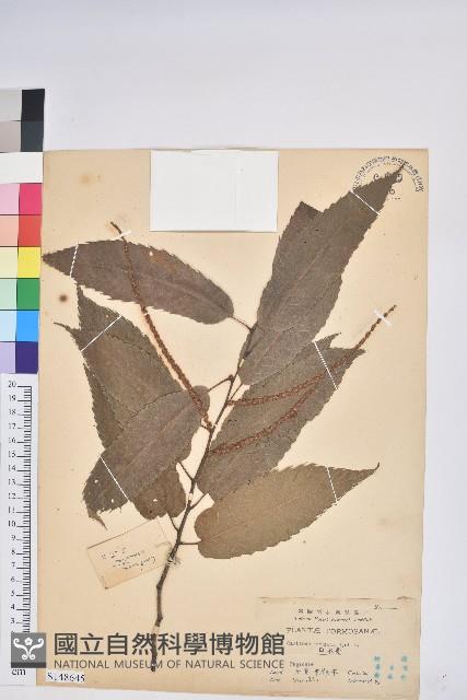 茅栗、日本栗藏品圖，第1張