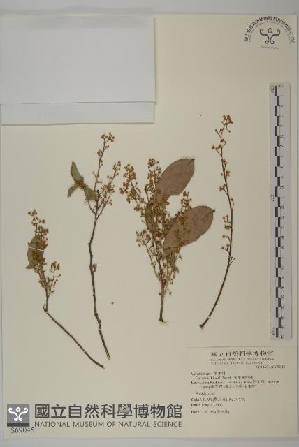 南華南蛇藤，青江藤藏品圖，第1張