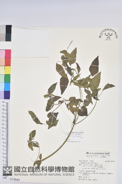 鐵莧菜藏品圖，第1張