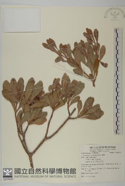 欖李藏品圖，第1張