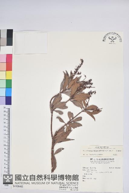 臺灣馬醉木藏品圖，第1張