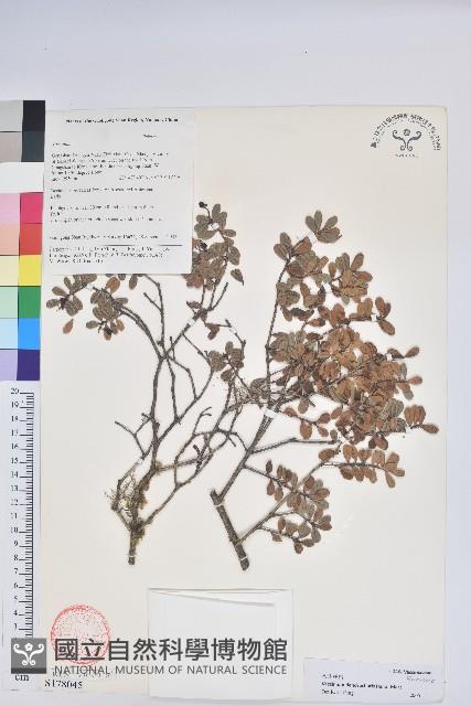 樹生越橘藏品圖，第1張